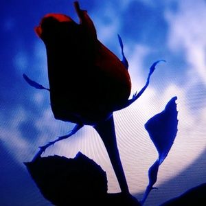 Meet your Posher, Traci